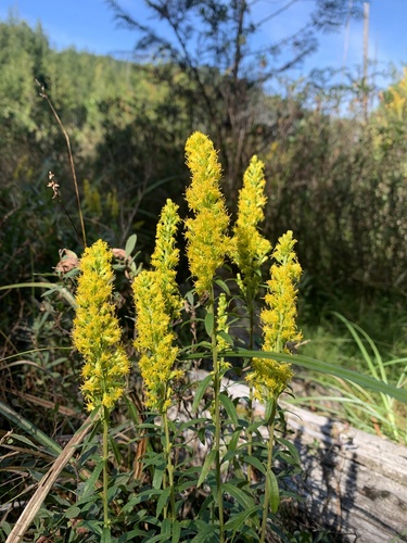 Solidago elongata, photograph 1