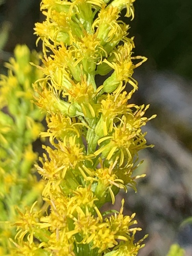 Solidago elongata, photograph 2
