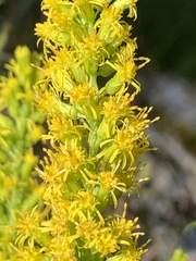 Solidago elongata, photograph author not stated, no rights reserved
