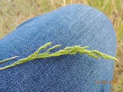 Poa angustifolia