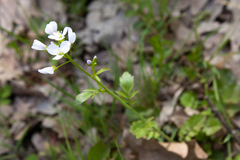 Cardamine tenera