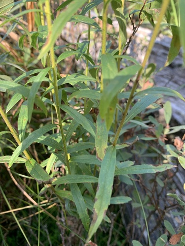 Solidago elongata, photograph 3