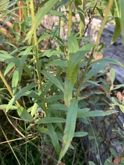 Solidago elongata, photograph author not stated, no rights reserved