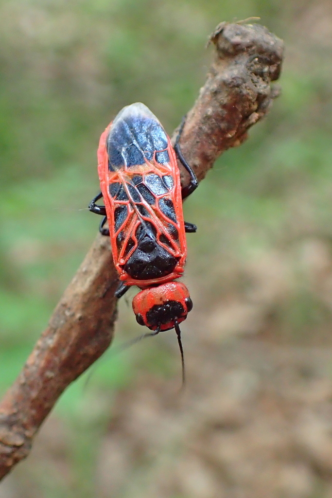 Pseudocephaleia