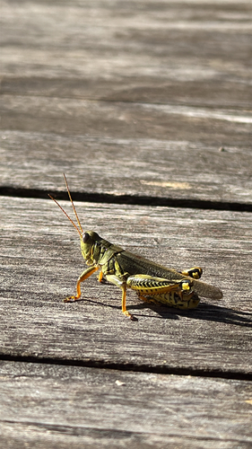 Differential Grasshopper