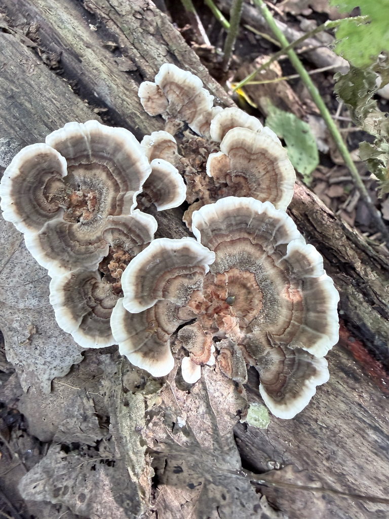 turkey-tail · September 2026 · photo: Photo: (c) Erica Tava Johnson, some rights reserved (CC BY) · iNaturalist