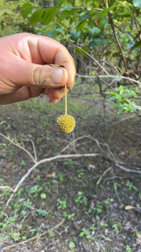 buttonbush