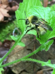 Bombus sitkensis