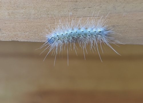 Fall Webworm Moth