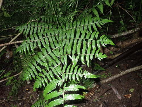 Diplazium esculentum observed 2026-09-04
