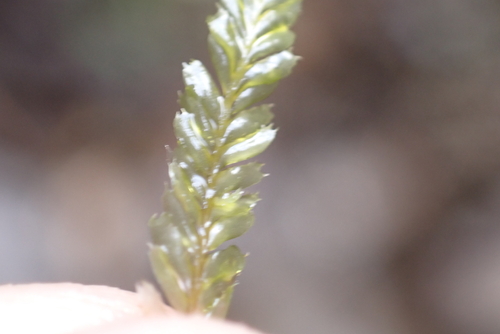 Plagiochila observed 2026-09-04