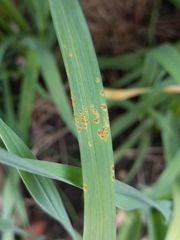 Puccinia allii