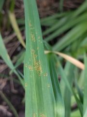 Puccinia allii