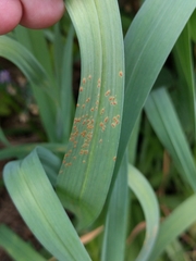 Puccinia allii