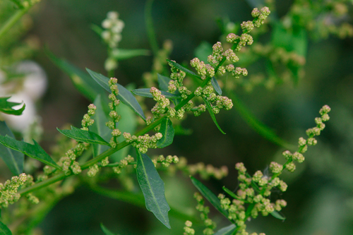 red pigweed