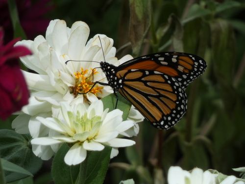 Monarch