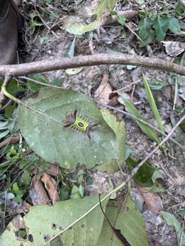 Saddleback Caterpillar Moth