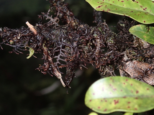 Frullania apiculata observed 2026-09-04