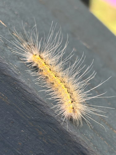 Fall Webworm Moth