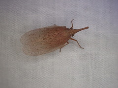 Rentinus dilatatus