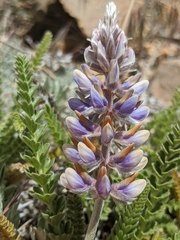 Lupinus lepidus confertus