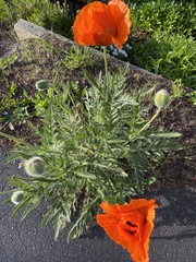 Papaver orientale