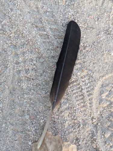 Plume de Grand Cormoran