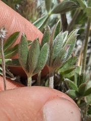 Lupinus lepidus confertus
