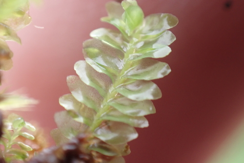 Cuspidatula robusta observed 2026-09-04