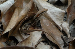 Trachylepis elegans