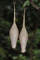 Ordgarius magnificus