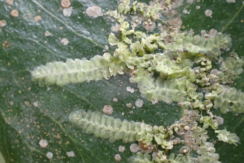 Cololejeunea planissima observed 2026-09-04