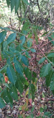 shining sumac