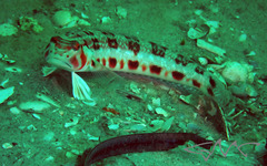 Parapercis nebulosa