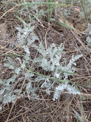 Artemisia nitrosa