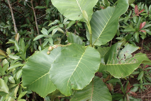 Dillenia suffruticosa observed 2026-09-04