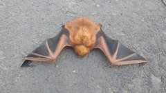 Lasiurus blossevillii