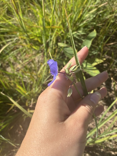Ohio spiderwort