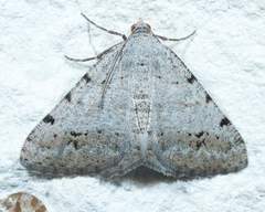 Digrammia pallidata