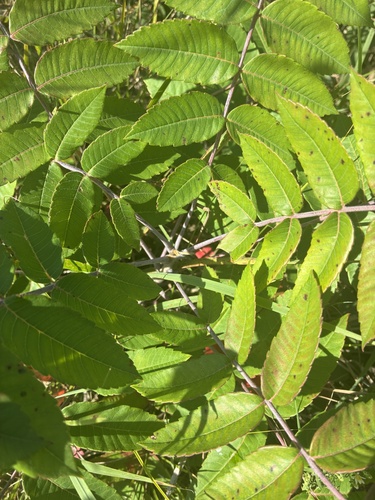 smooth sumac
