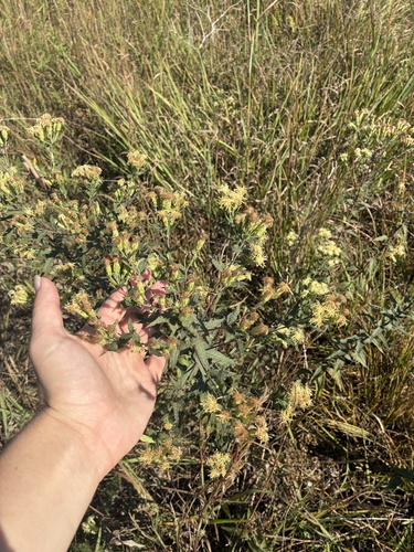 False Boneset