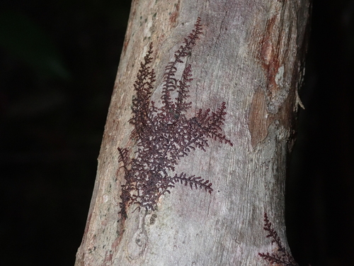 Frullania meyeniana observed 2026-09-04