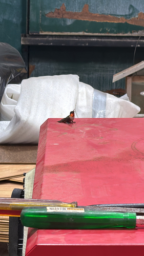 Ruby-throated Hummingbird