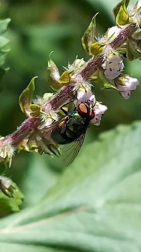 Blue-green Bottle Fly