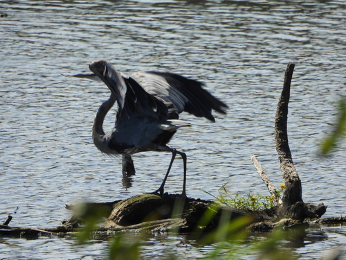 Great Blue Heron