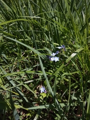 Myosotis sylvatica