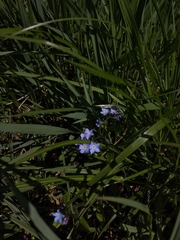 Myosotis sylvatica