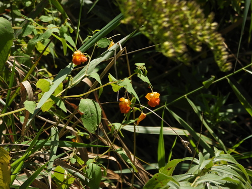 common jewelweed