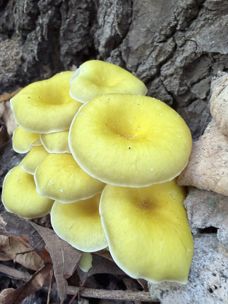 Golden Oyster Mushroom · September 2026 · photo: Photo: (c) Erica Tava Johnson, some rights reserved (CC BY) · iNaturalist