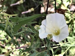 Calystegia macrostegia tenuifolia